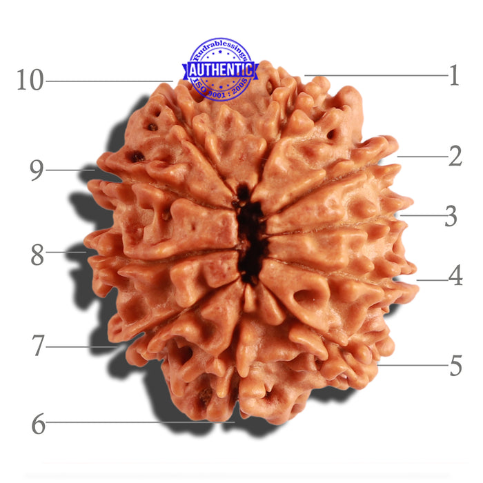 10 Mukhi Nepalese Rudraksha - Bead No. 227