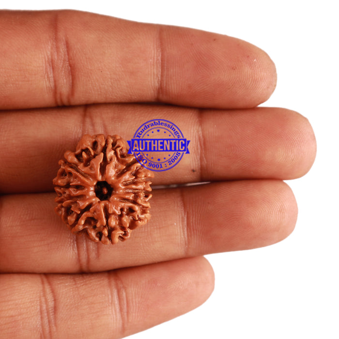 10 Mukhi Nepalese Rudraksha - Bead No. 229
