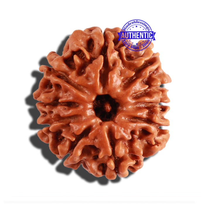 10 Mukhi Nepalese Rudraksha - Bead No. 229