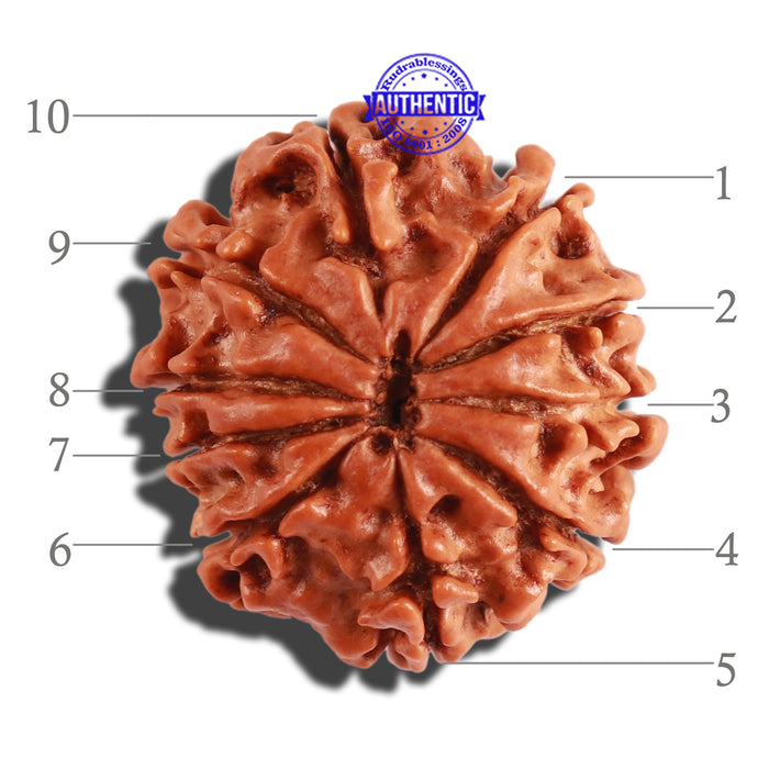 10 Mukhi Nepalese Rudraksha - Bead No. 229