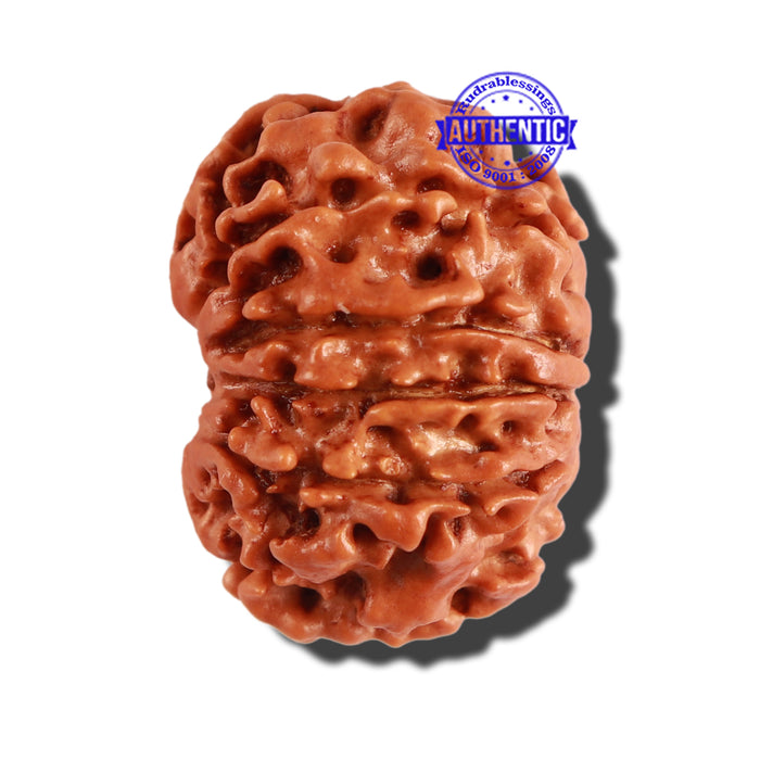 10 Mukhi Nepalese Rudraksha - Bead No. 229