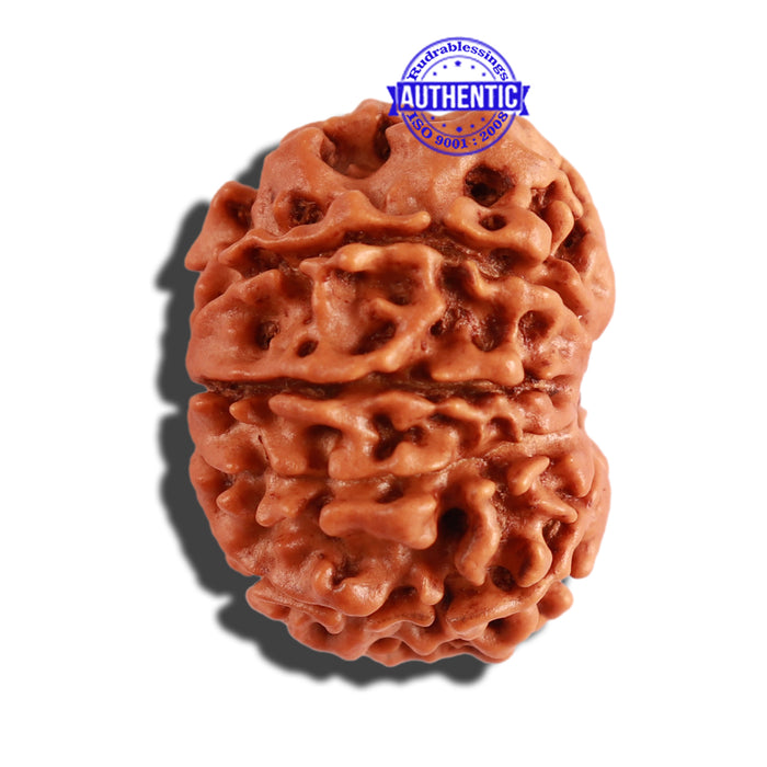 10 Mukhi Nepalese Rudraksha - Bead No. 229