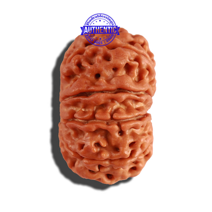 10 Mukhi Nepalese Rudraksha - Bead No. 231