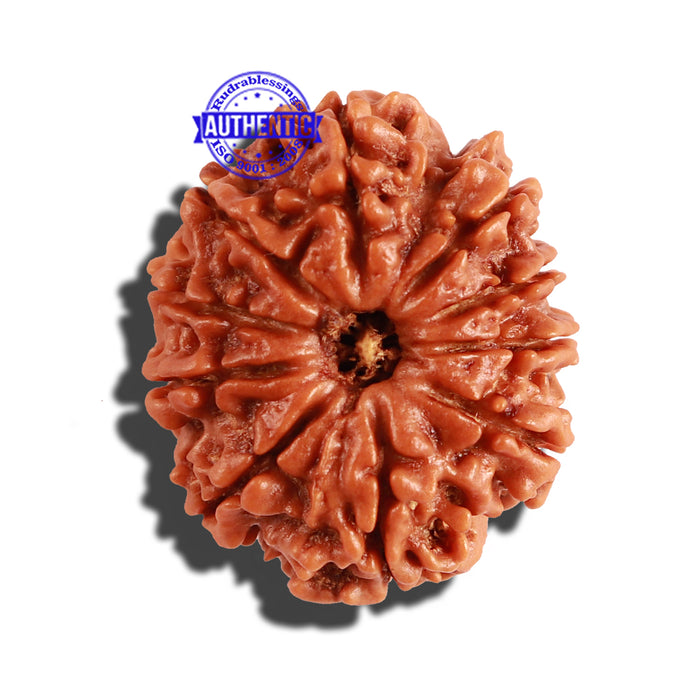 10 Mukhi Nepalese Rudraksha - Bead No. 232