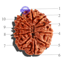 Load image into Gallery viewer, 10 Mukhi Nepalese Rudraksha - Bead No. 232
