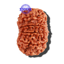 Load image into Gallery viewer, 10 Mukhi Nepalese Rudraksha - Bead No. 232

