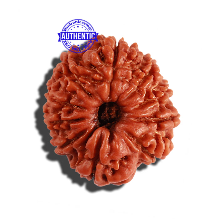 10 Mukhi Nepalese Rudraksha - Bead No. 234