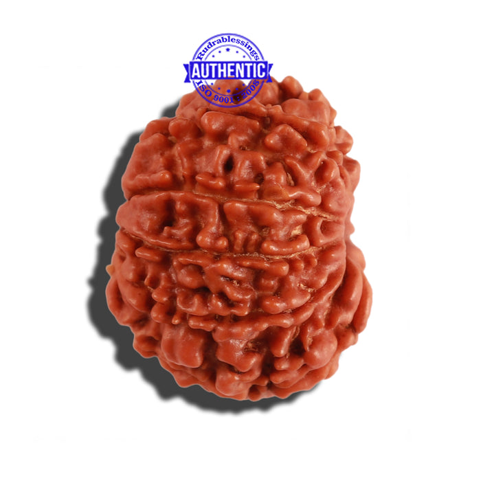 10 Mukhi Nepalese Rudraksha - Bead No. 234