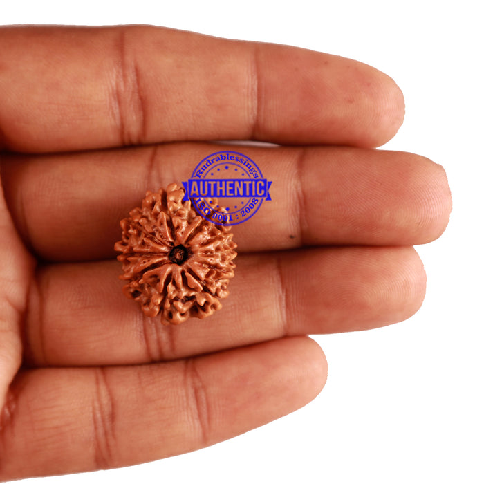 10 Mukhi Nepalese Rudraksha - Bead No. 236