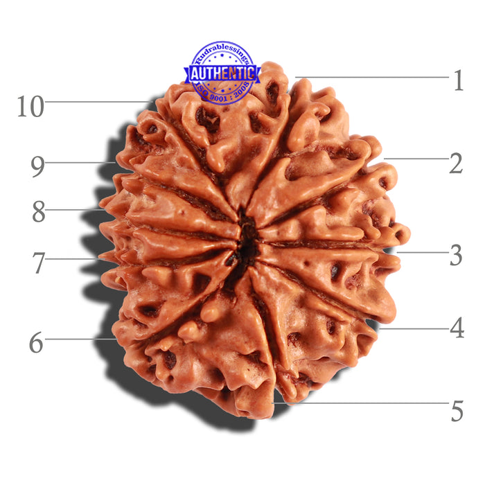10 Mukhi Nepalese Rudraksha - Bead No. 236