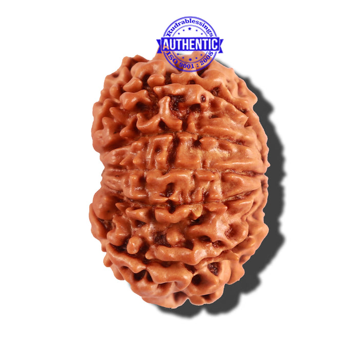 10 Mukhi Nepalese Rudraksha - Bead No. 236