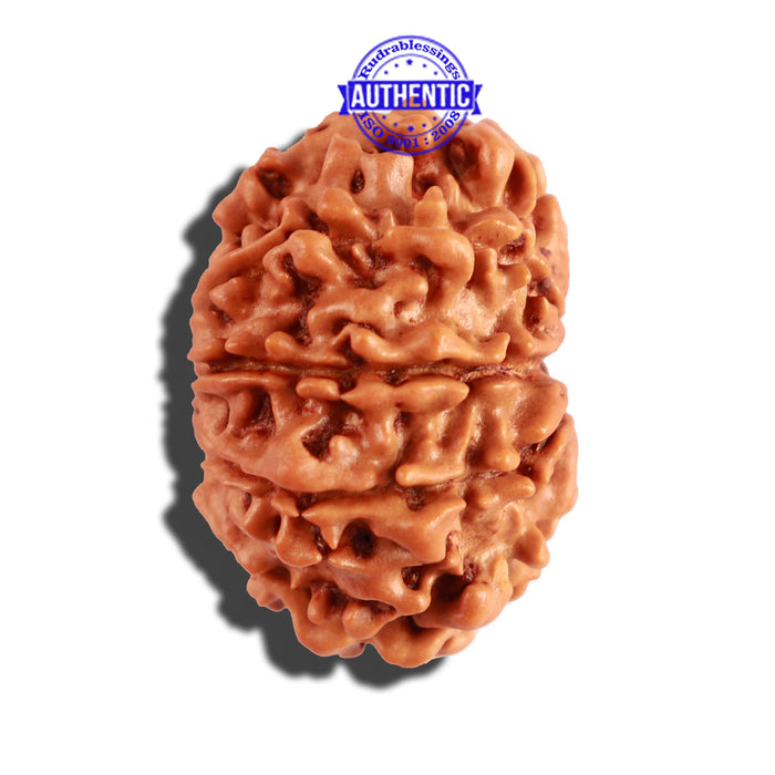 10 Mukhi Nepalese Rudraksha - Bead No. 236