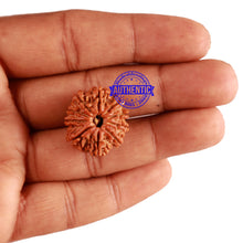 Load image into Gallery viewer, 10 Mukhi Nepalese Rudraksha - Bead No. 237
