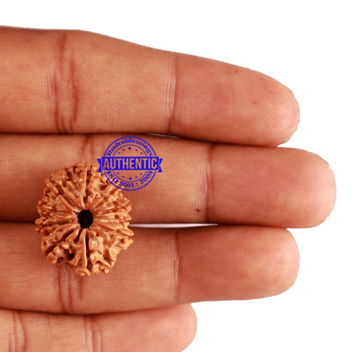 10 Mukhi Nepalese Rudraksha - Bead No. 238