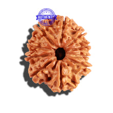 Load image into Gallery viewer, 10 Mukhi Nepalese Rudraksha - Bead No. 238
