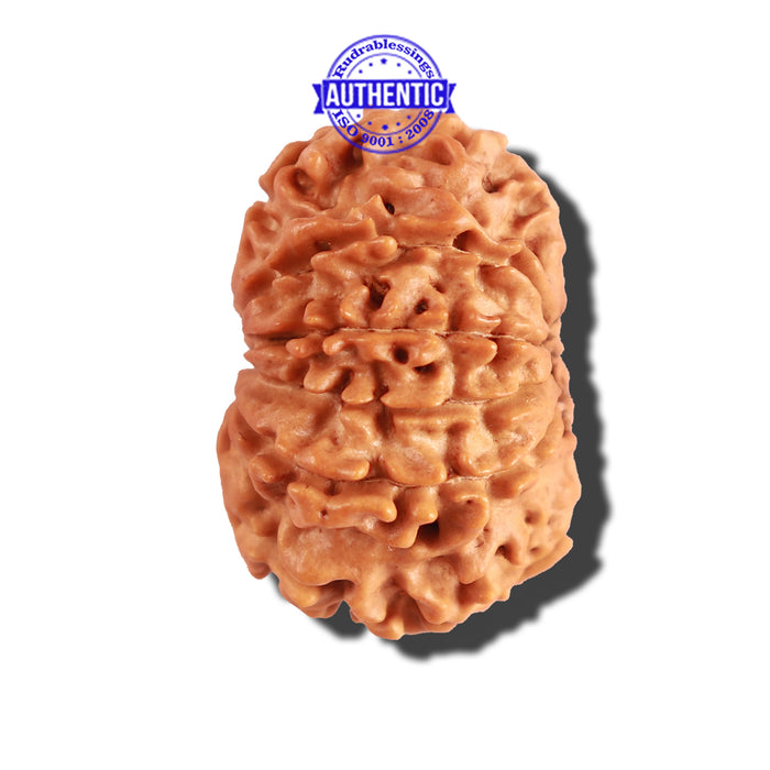 10 Mukhi Nepalese Rudraksha - Bead No. 238