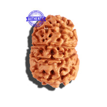 Load image into Gallery viewer, 10 Mukhi Nepalese Rudraksha - Bead No. 238

