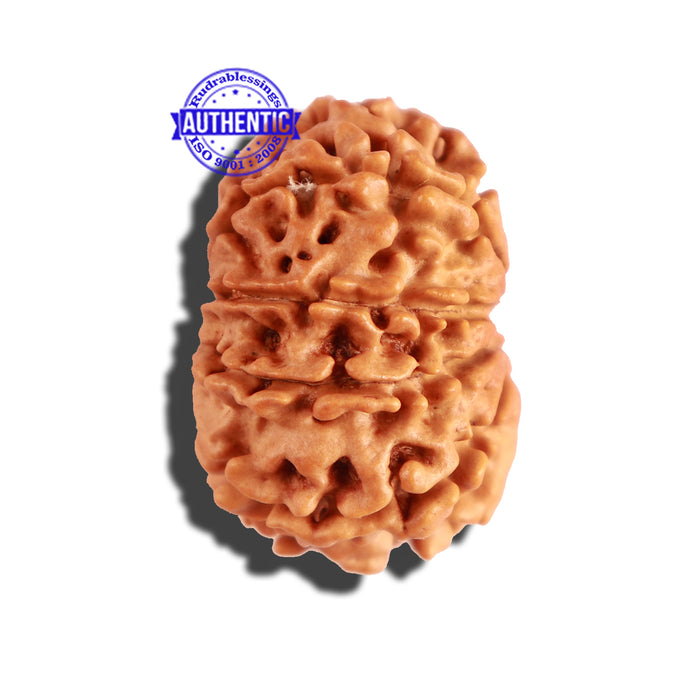 10 Mukhi Nepalese Rudraksha - Bead No. 238