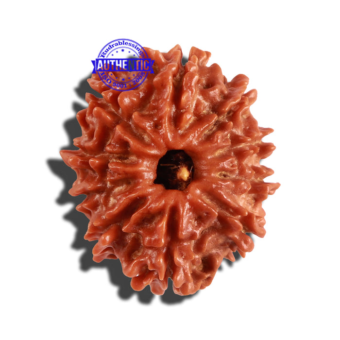 10 Mukhi Nepalese Rudraksha - Bead No. 239