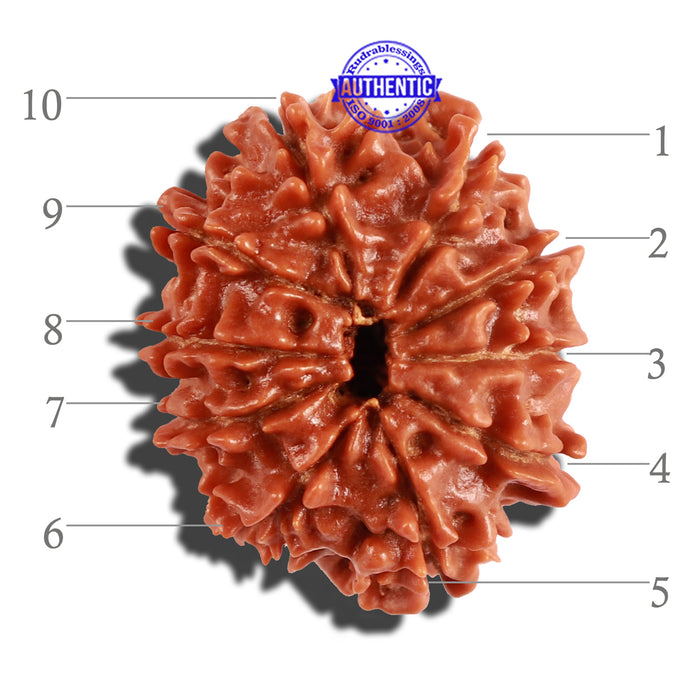 10 Mukhi Nepalese Rudraksha - Bead No. 239