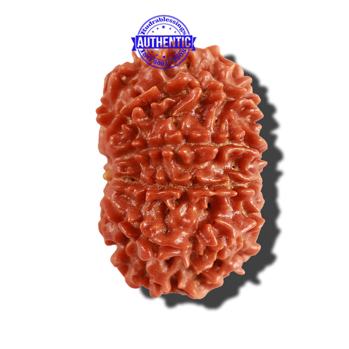 10 Mukhi Nepalese Rudraksha - Bead No. 239