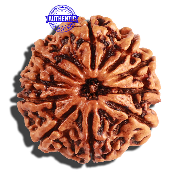 10 Mukhi Nepalese Rudraksha - Bead No 243