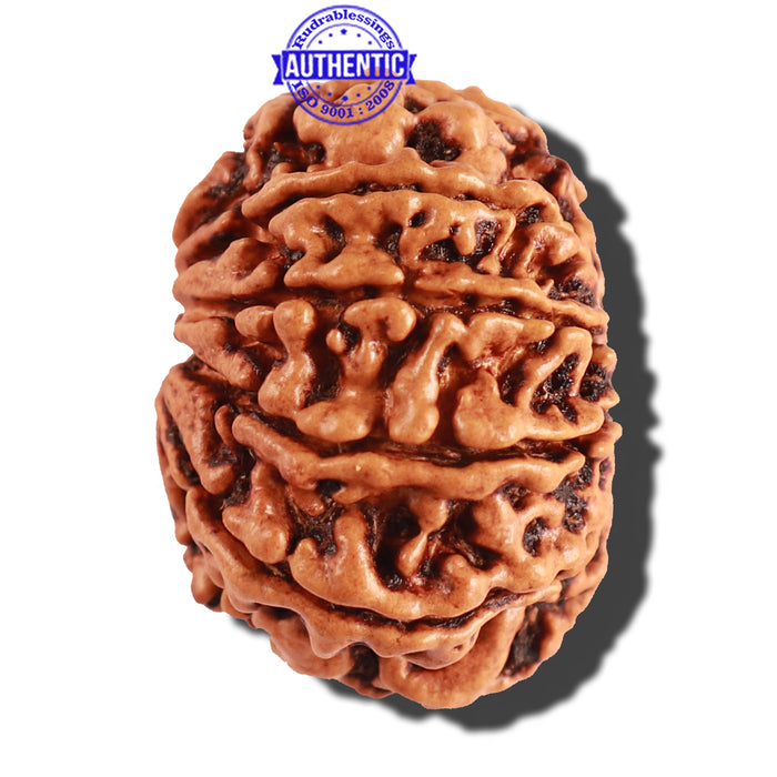 10 Mukhi Nepalese Rudraksha - Bead No 243