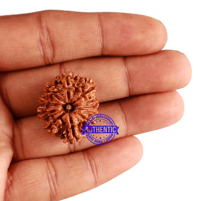 10 Mukhi Nepalese Rudraksha - Bead No 244