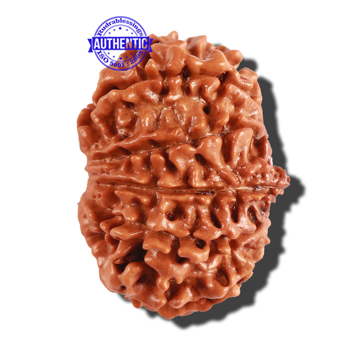 10 Mukhi Nepalese Rudraksha - Bead No 244