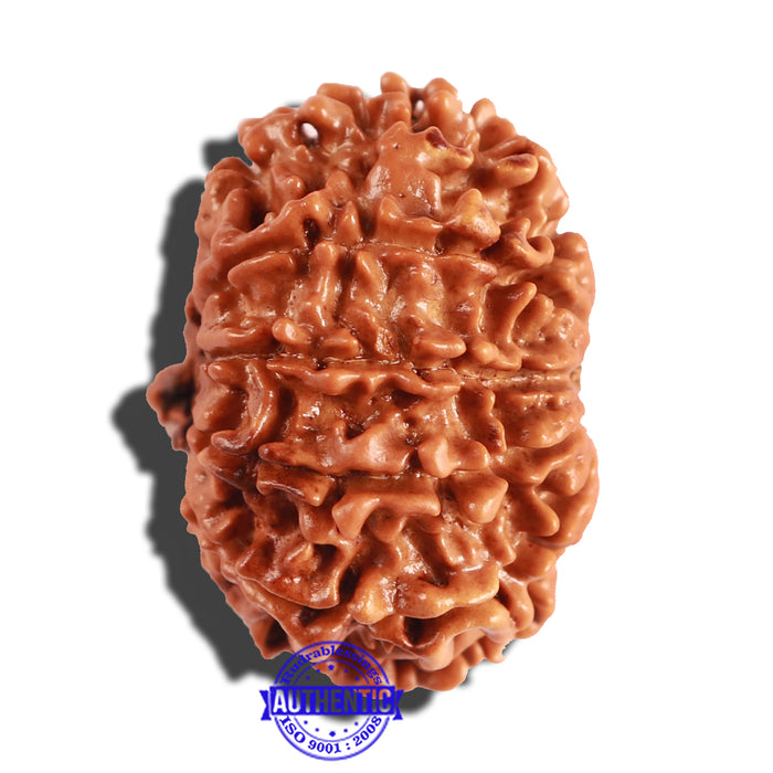 10 Mukhi Nepalese Rudraksha - Bead No 244