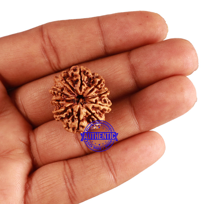 10 Mukhi Nepalese Ganesha Rudraksha - Bead No 246