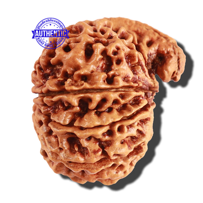 10 Mukhi Nepalese Ganesha Rudraksha - Bead No 246