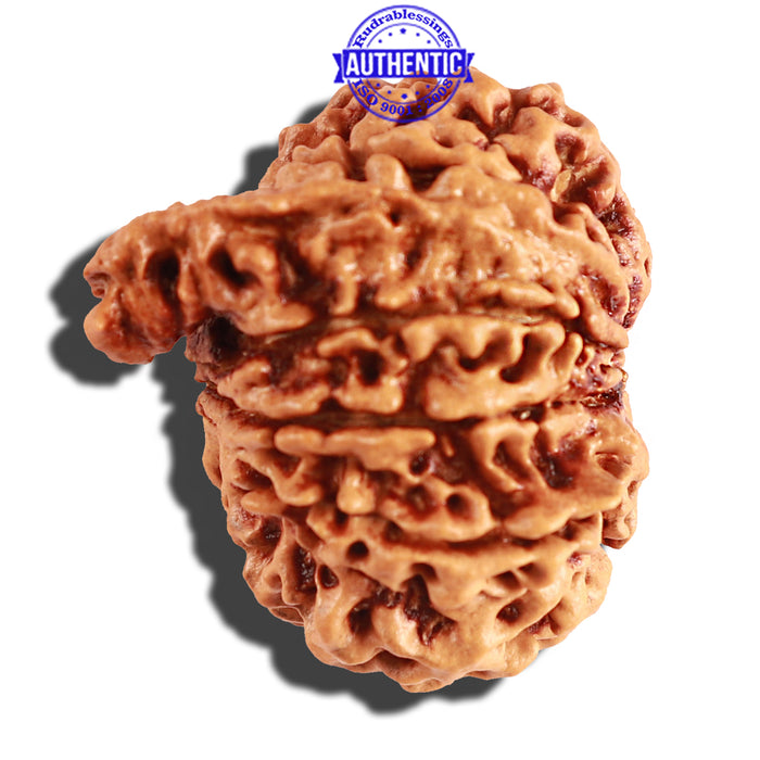 10 Mukhi Nepalese Ganesha Rudraksha - Bead No 246