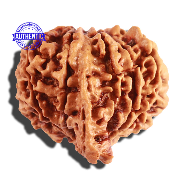 10 Mukhi Nepalese Ganesha Rudraksha - Bead No 246