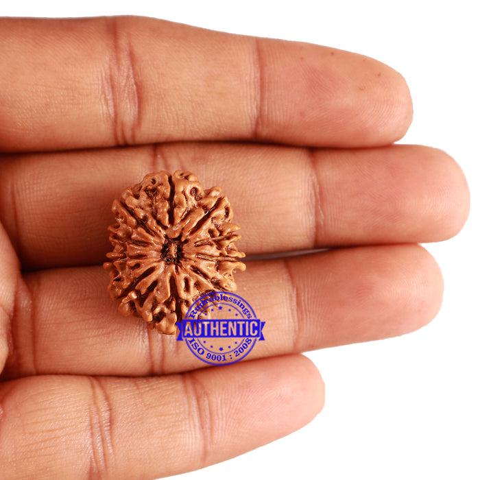 10 Mukhi Nepalese Rudraksha - Bead No. 247