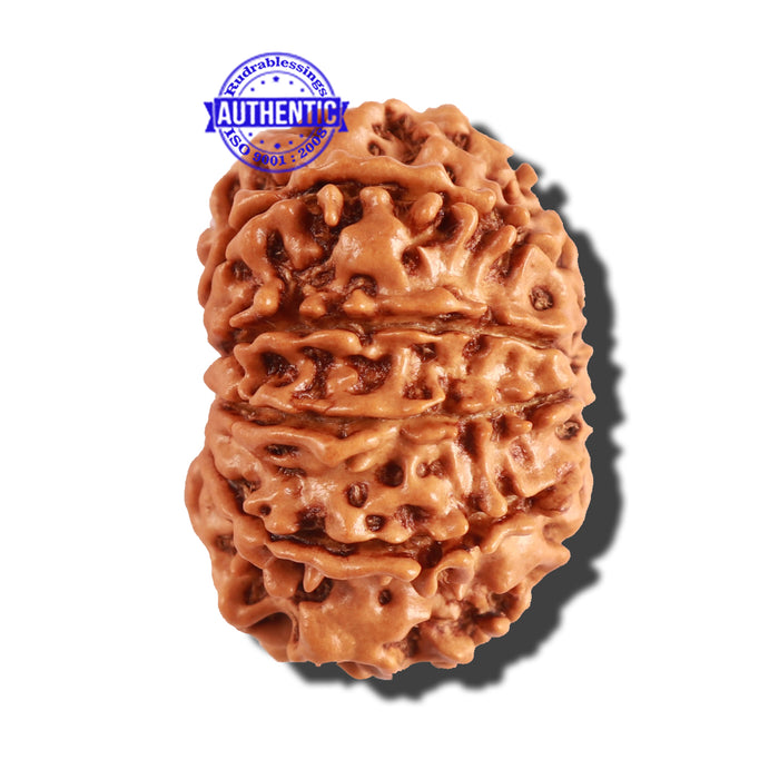 10 Mukhi Nepalese Rudraksha - Bead No. 247