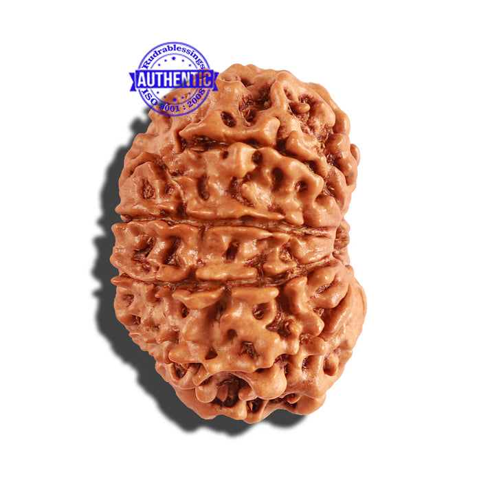 10 Mukhi Nepalese Rudraksha - Bead No. 247