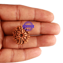 Load image into Gallery viewer, 10 Mukhi Nepalese Rudraksha - Bead No. 248

