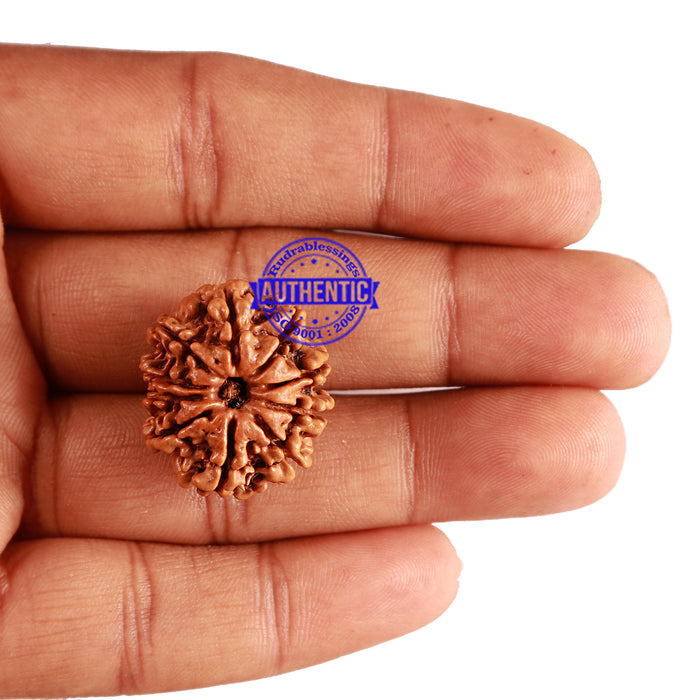10 Mukhi Nepalese Rudraksha - Bead No. 248
