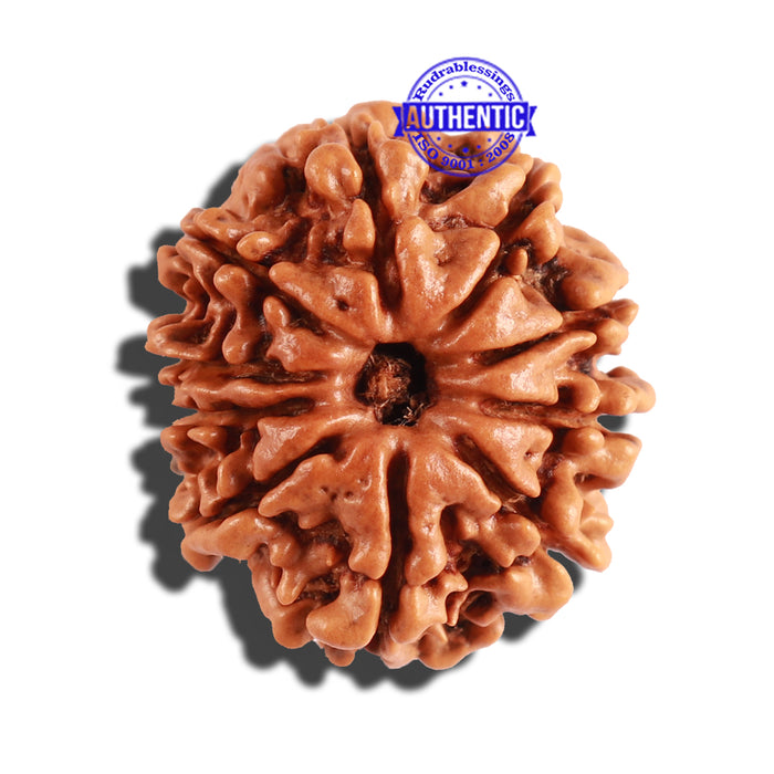 10 Mukhi Nepalese Rudraksha - Bead No. 248