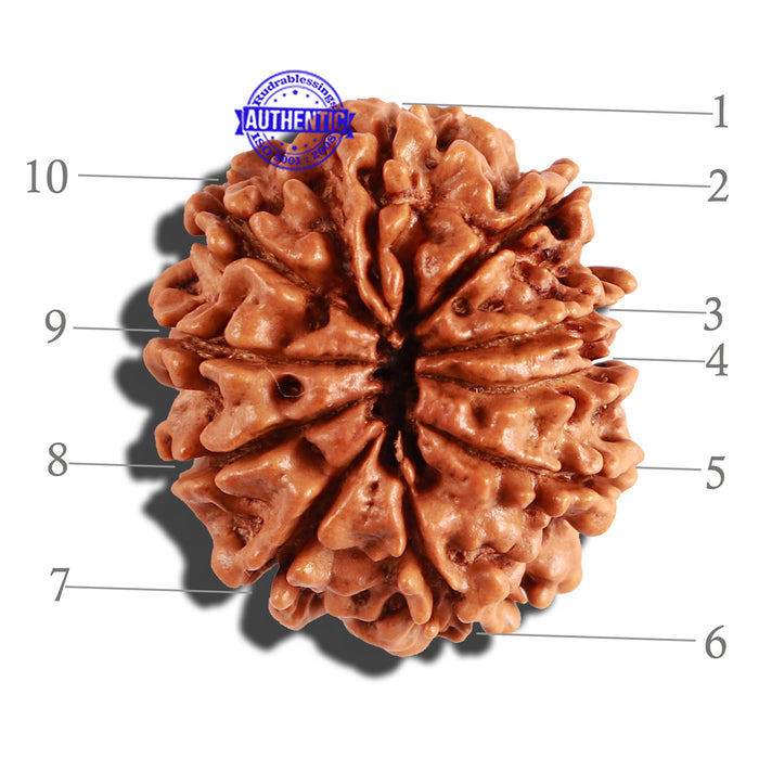 10 Mukhi Nepalese Rudraksha - Bead No. 248