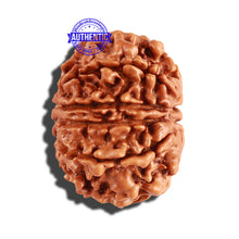 Load image into Gallery viewer, 10 Mukhi Nepalese Rudraksha - Bead No. 248
