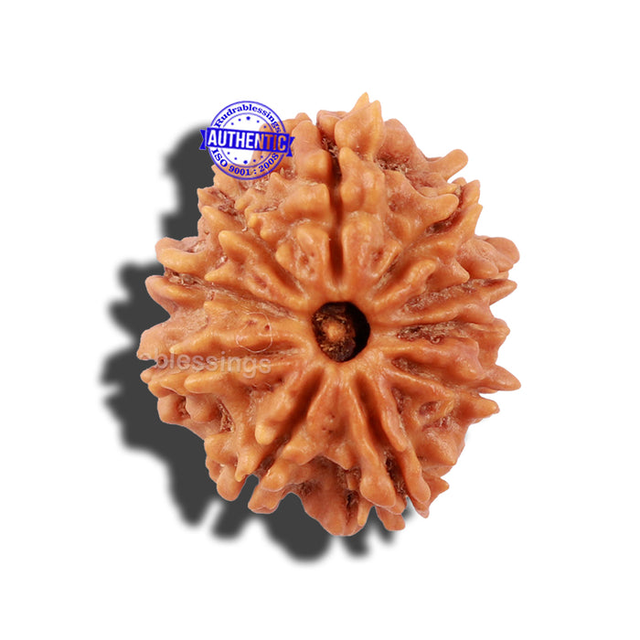 10 Mukhi Nepalese Rudraksha - Bead No 25