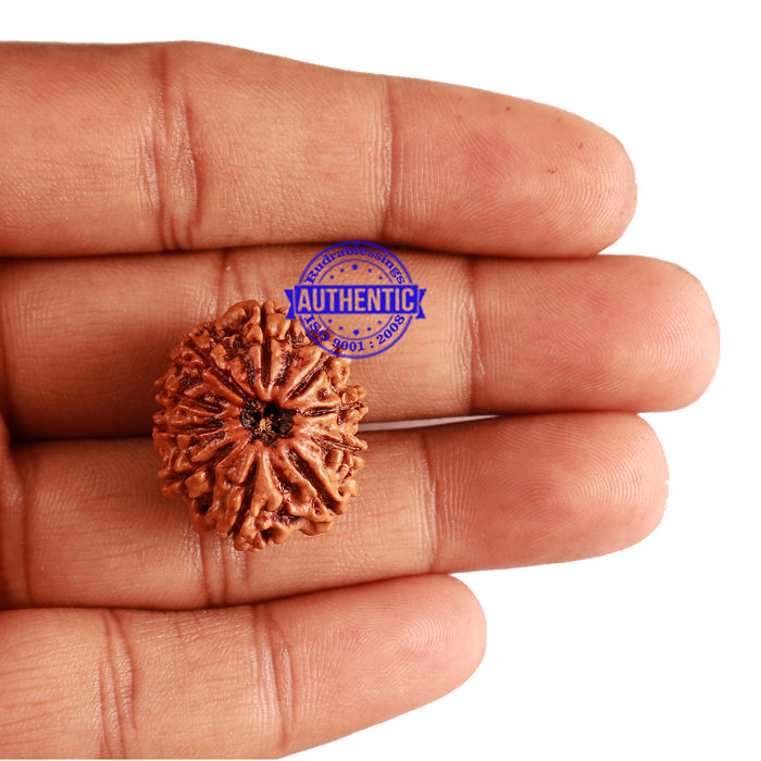 10 Mukhi Nepalese Rudraksha - Bead No. 250