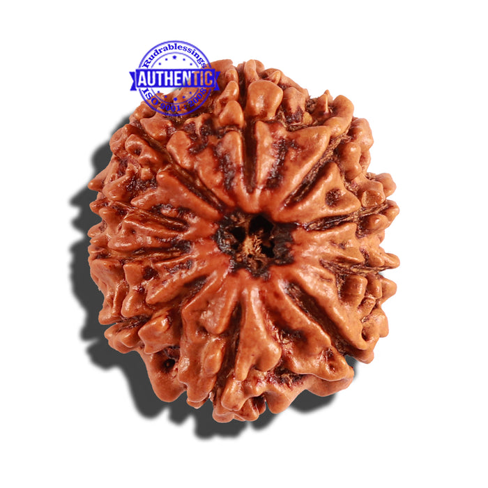 10 Mukhi Nepalese Rudraksha - Bead No. 250