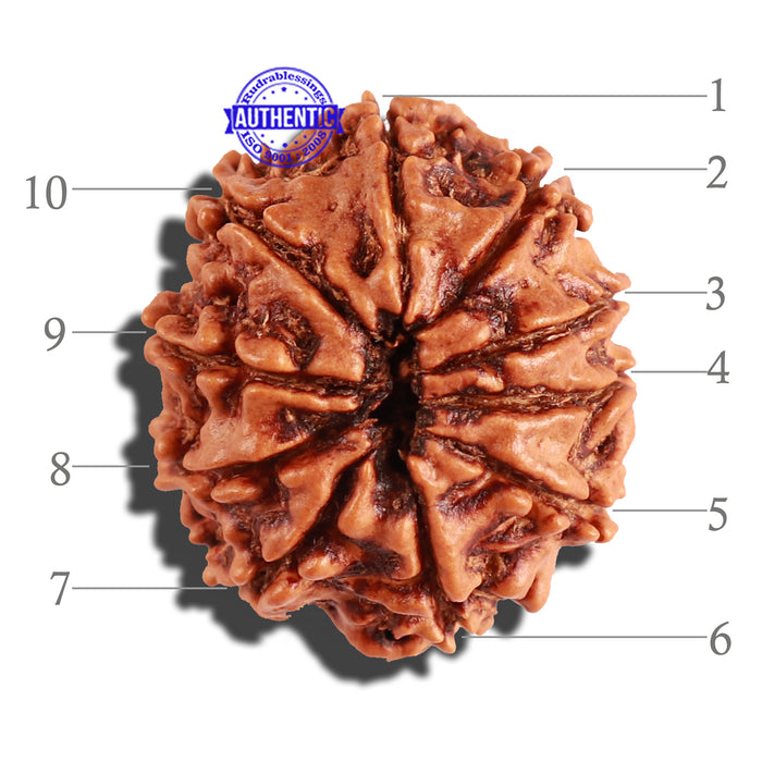 10 Mukhi Nepalese Rudraksha - Bead No. 250