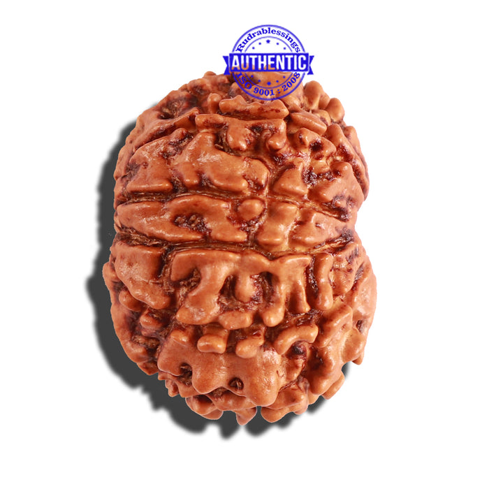 10 Mukhi Nepalese Rudraksha - Bead No. 250