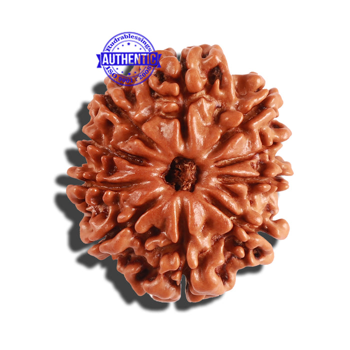 10 Mukhi Nepalese Rudraksha - Bead No. 252