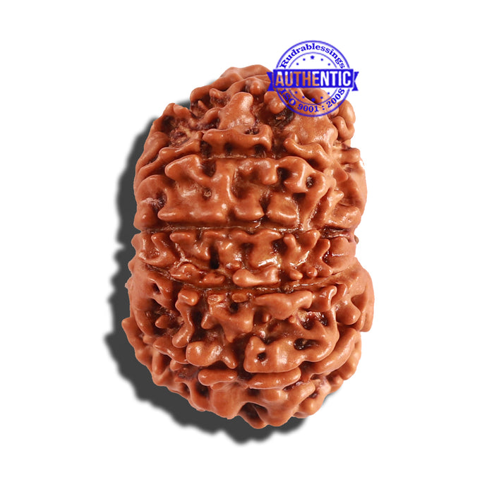10 Mukhi Nepalese Rudraksha - Bead No. 252
