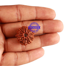 Load image into Gallery viewer, 10 Mukhi Nepalese Rudraksha - Bead No. 254
